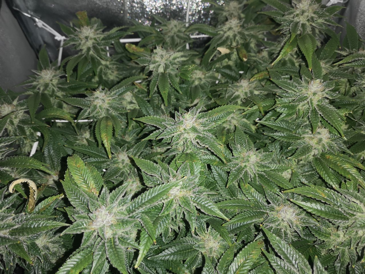 Blue Cheese - w6d7 - ripening, pre lights on