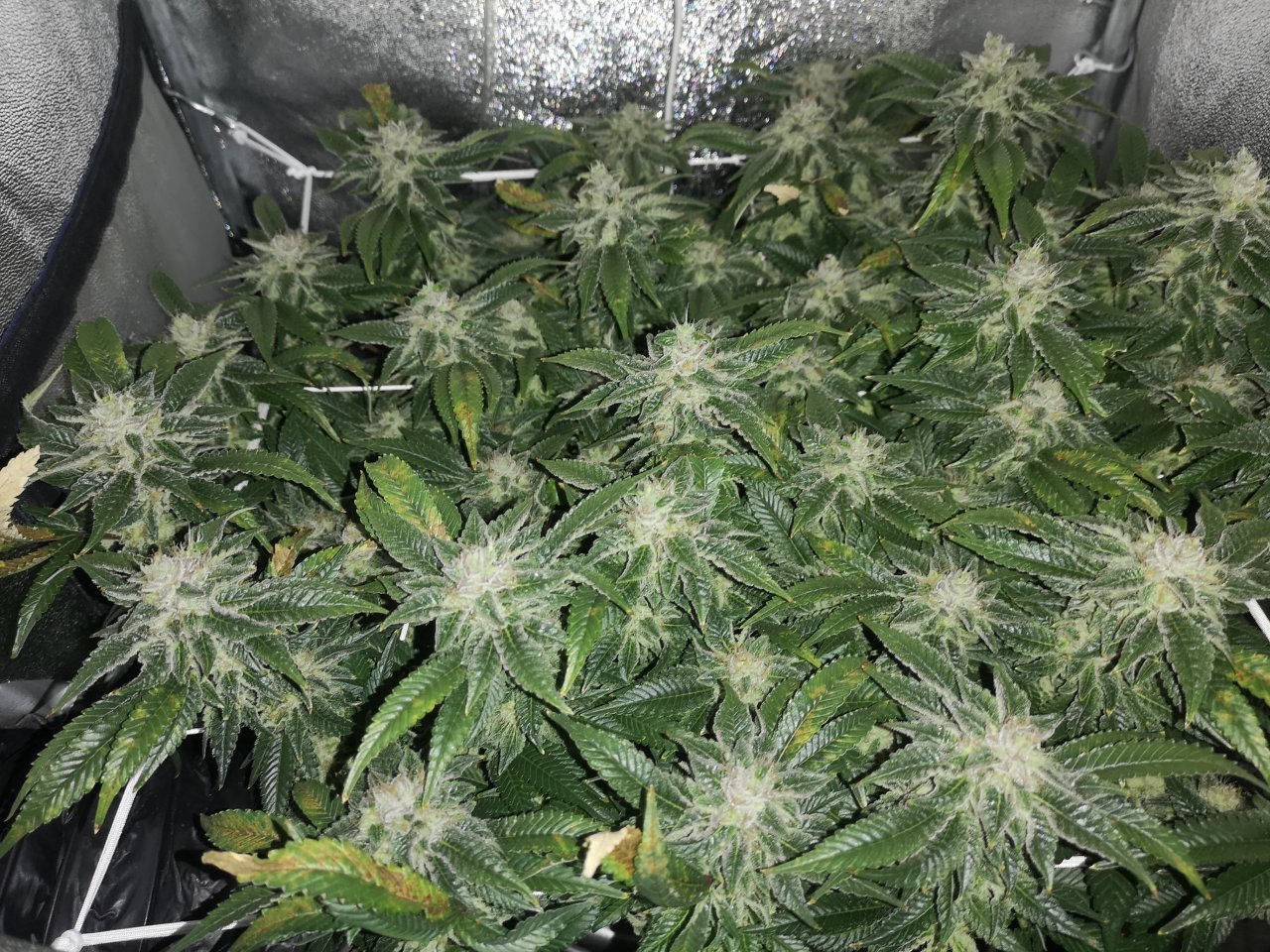 Blue Cheese - w7d5 - 6/10d ripening - pre lights on