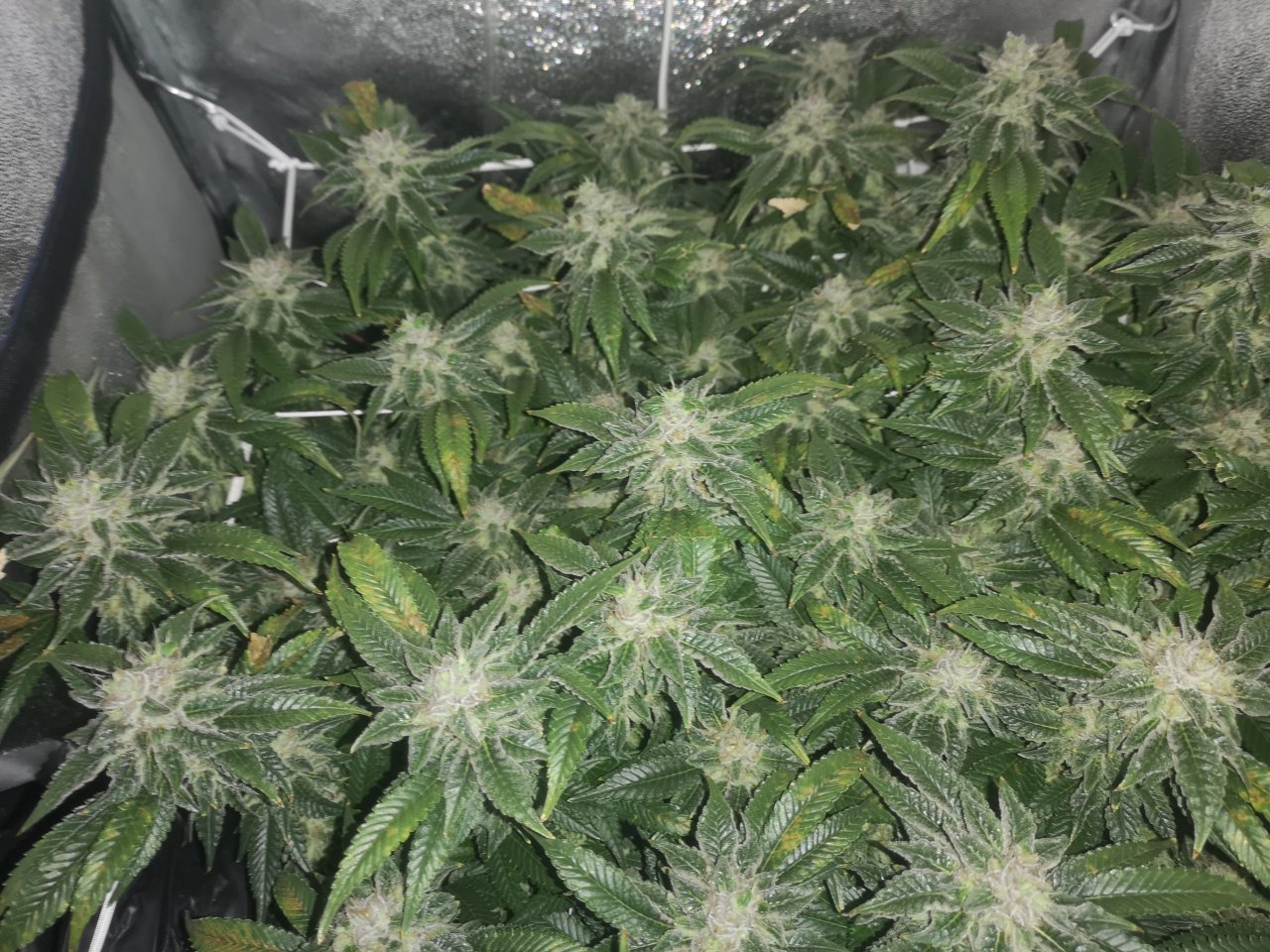 Blue Cheese - w7d6 - 7/10 ripening - pre lights on