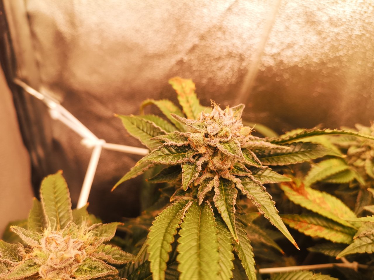 Blue Cheese - w8d1 - 9/10 ripening - 2