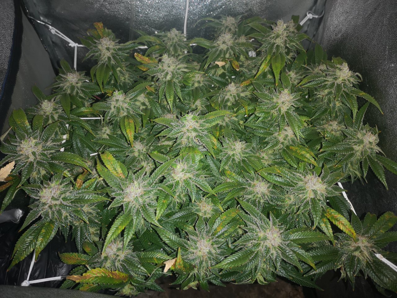 Blue Cheese - w8d1 - 9/10 ripening - pre lights on