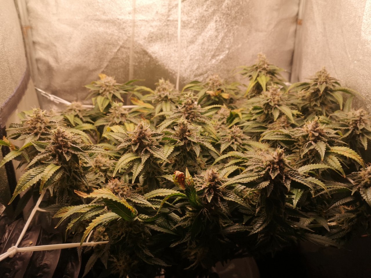 Blue Cheese - w8d2 - 10/12 ripening - overview