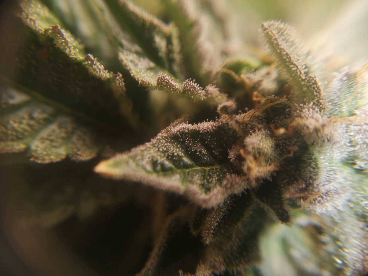Blue Cheese - w8d2 - 10/12 ripening - trichs 2