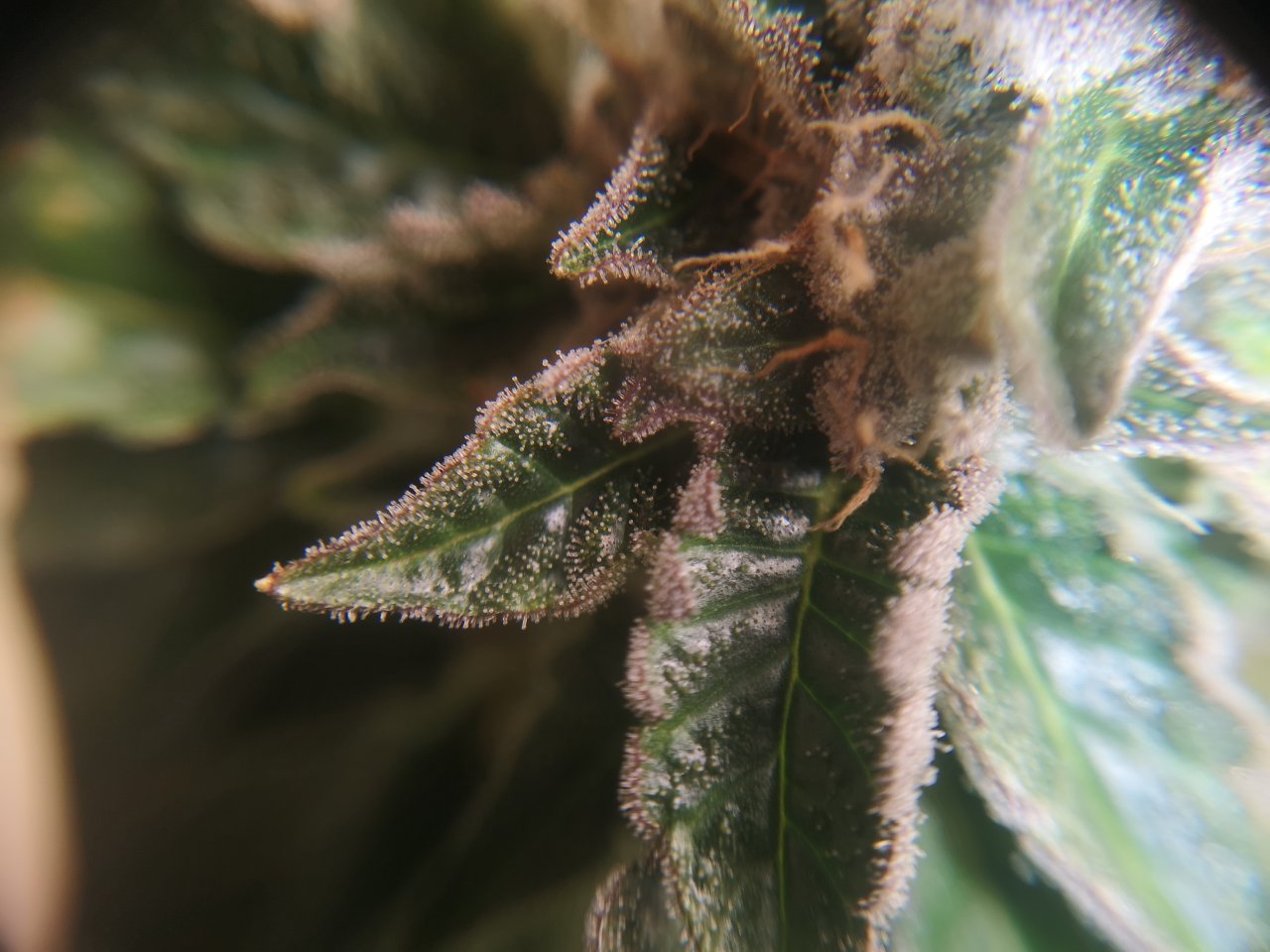 Blue Cheese - w8d2 - 10/12 ripening - trichs 3