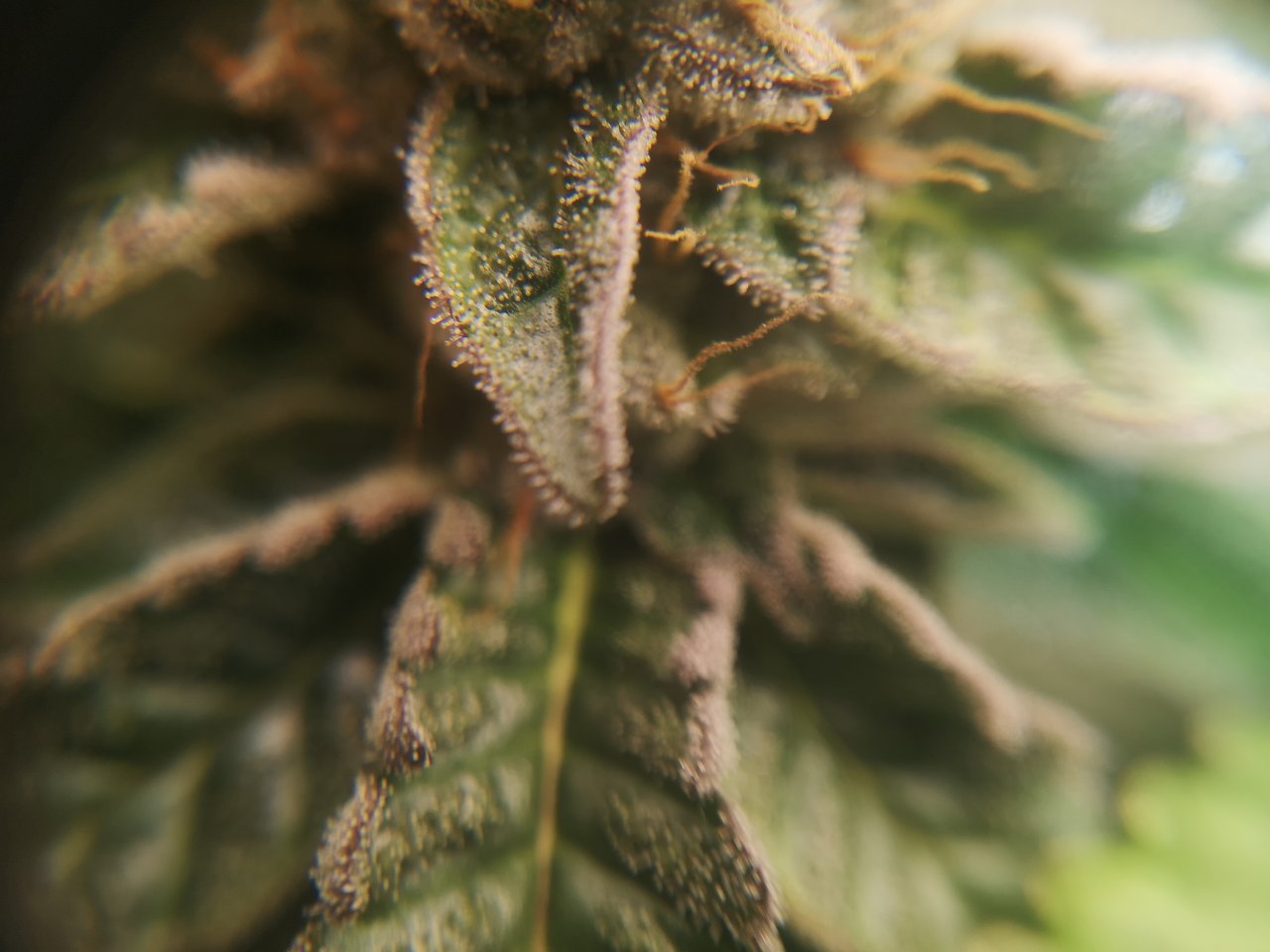 Blue Cheese - w8d2 - 10/12 ripening - trichs