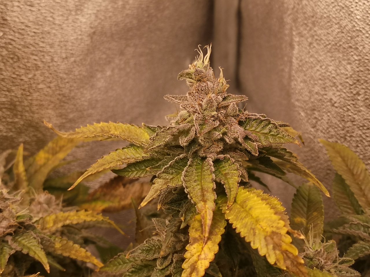Blue Cheese - w8d5 - 13/15 ripening - pron