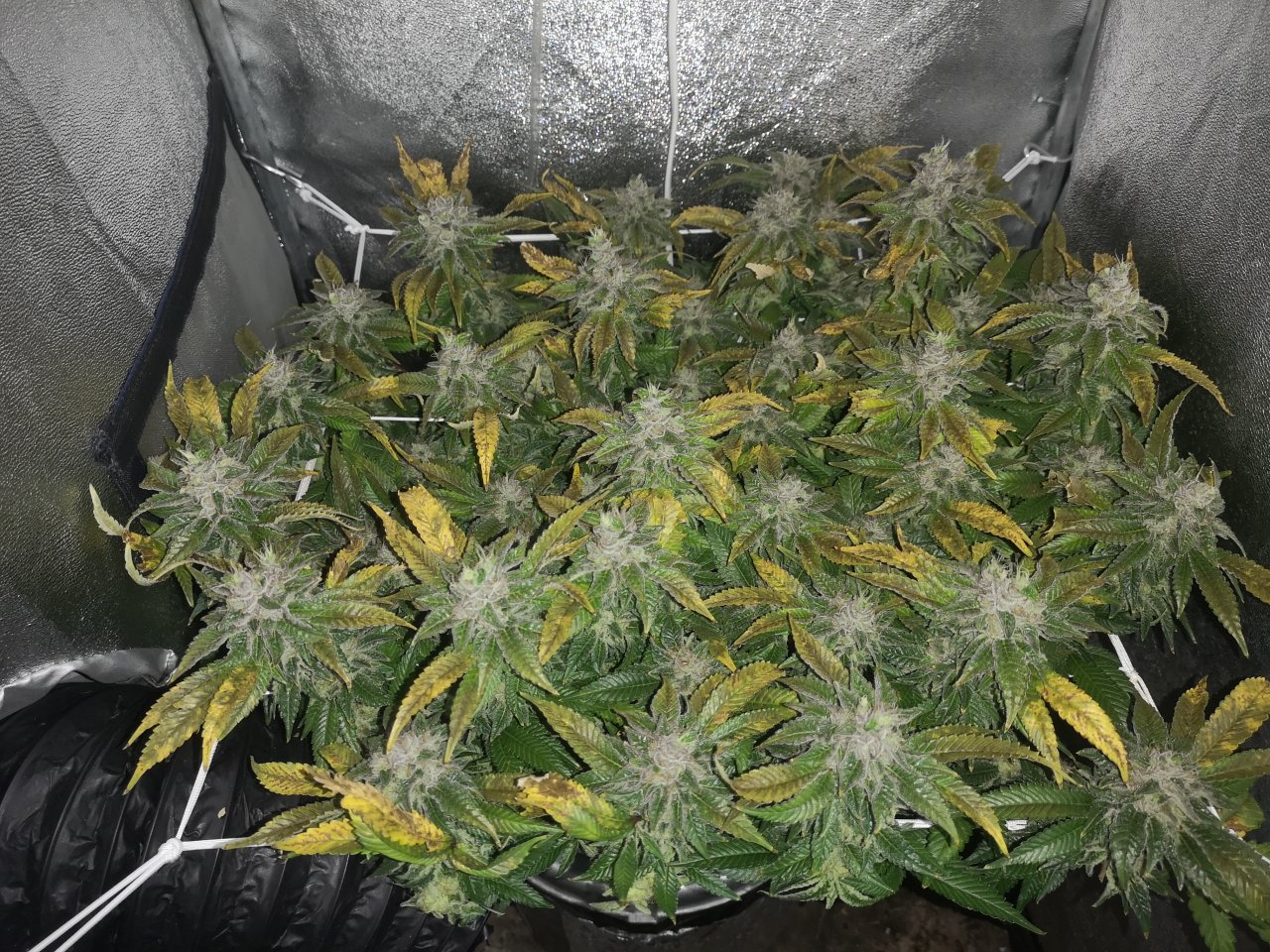 Blue Cheese - w8d6 - 14/15 ripening - pre lights on