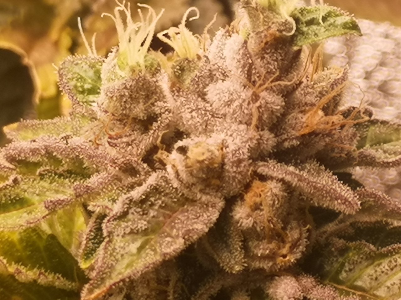 Blue Cheese - w8d7 - 15/15 ripening - 4