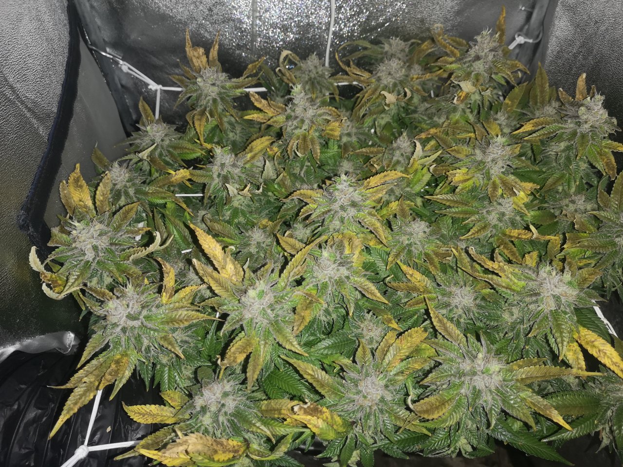 Blue Cheese - w8d7 - 15/15 ripening - pre lights on