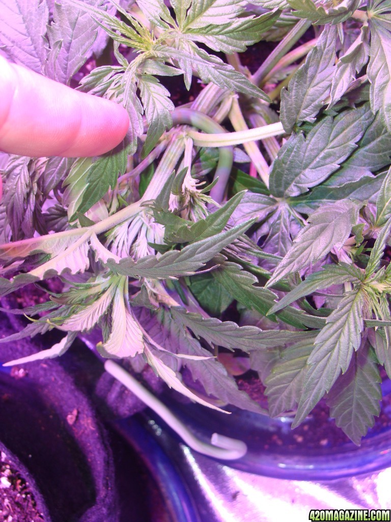 Blue Mystic Auto Day 24  - LST