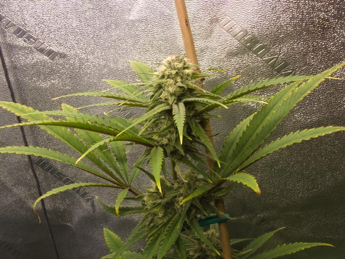 Blueberry #1 Day 104 (Friday 36)