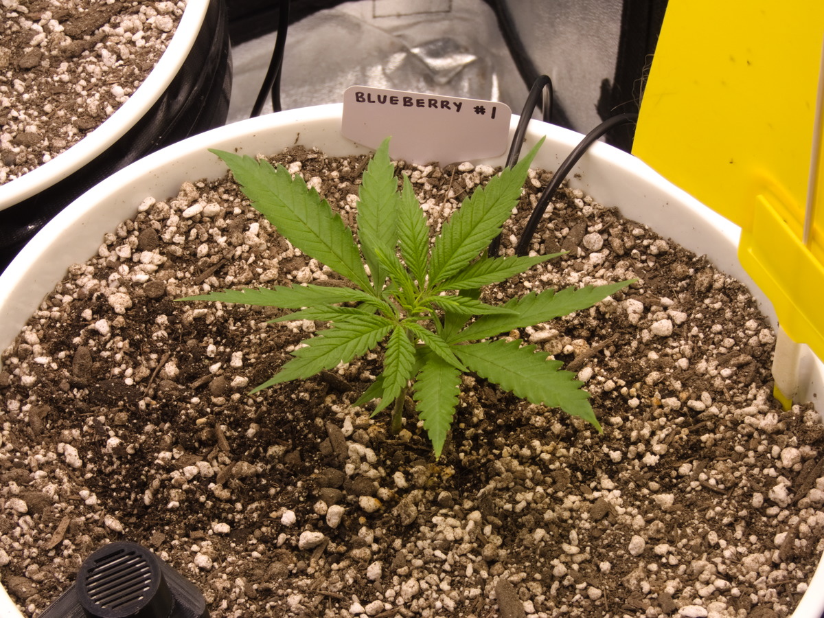 Blueberry #1 Day 27