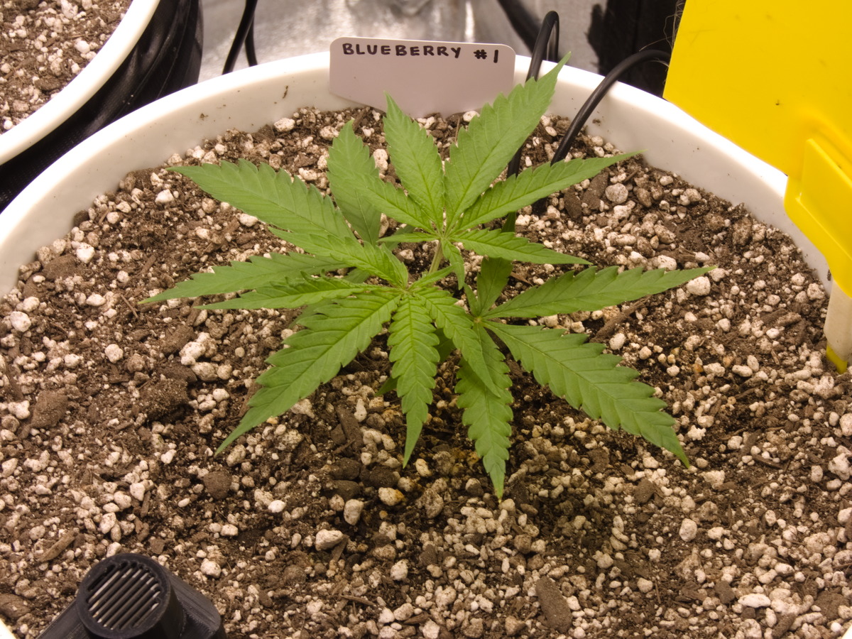 Blueberry #1 Day 29