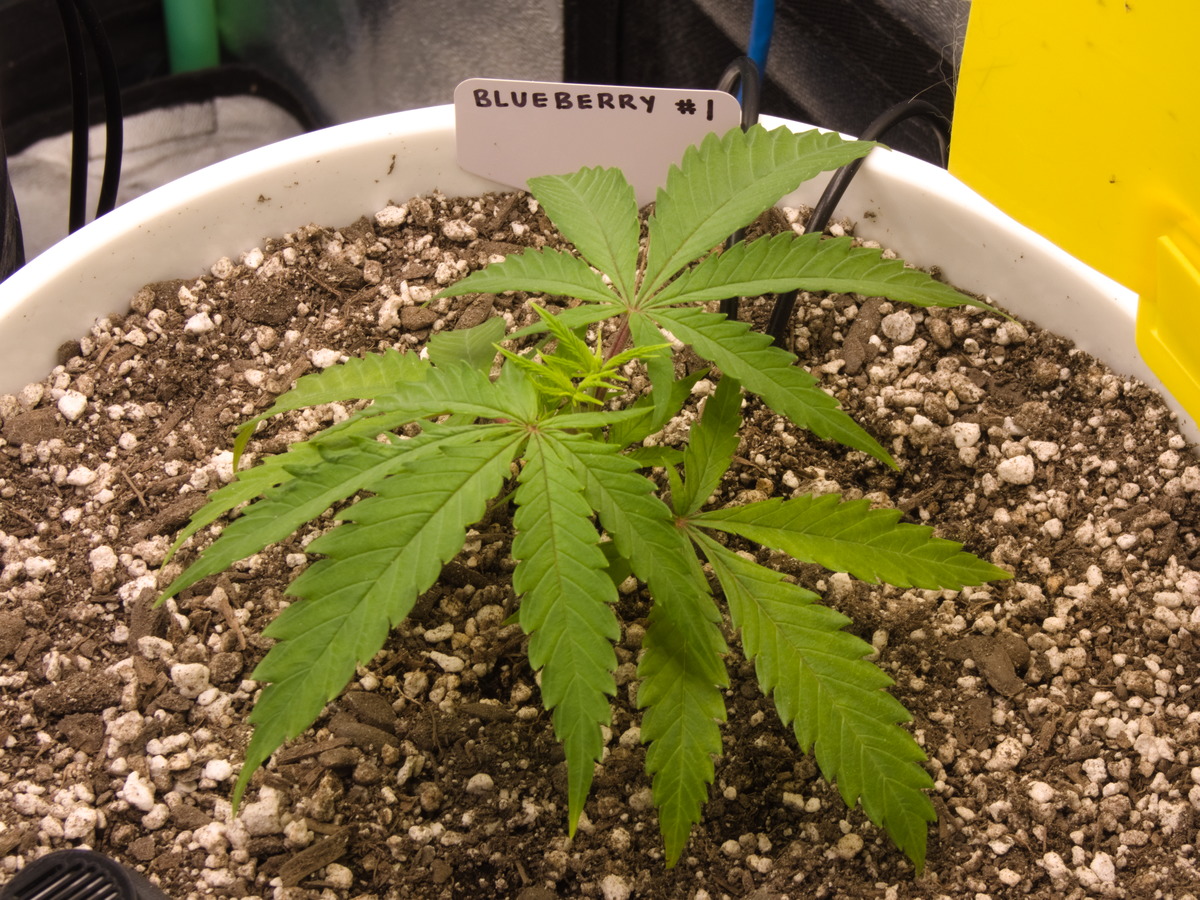 Blueberry #1 Day 34