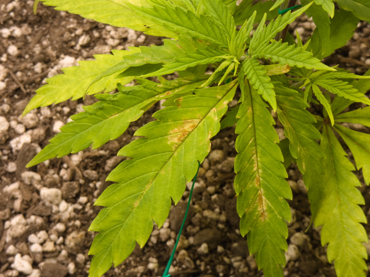 Blueberry #1 Day 38 Deficiency