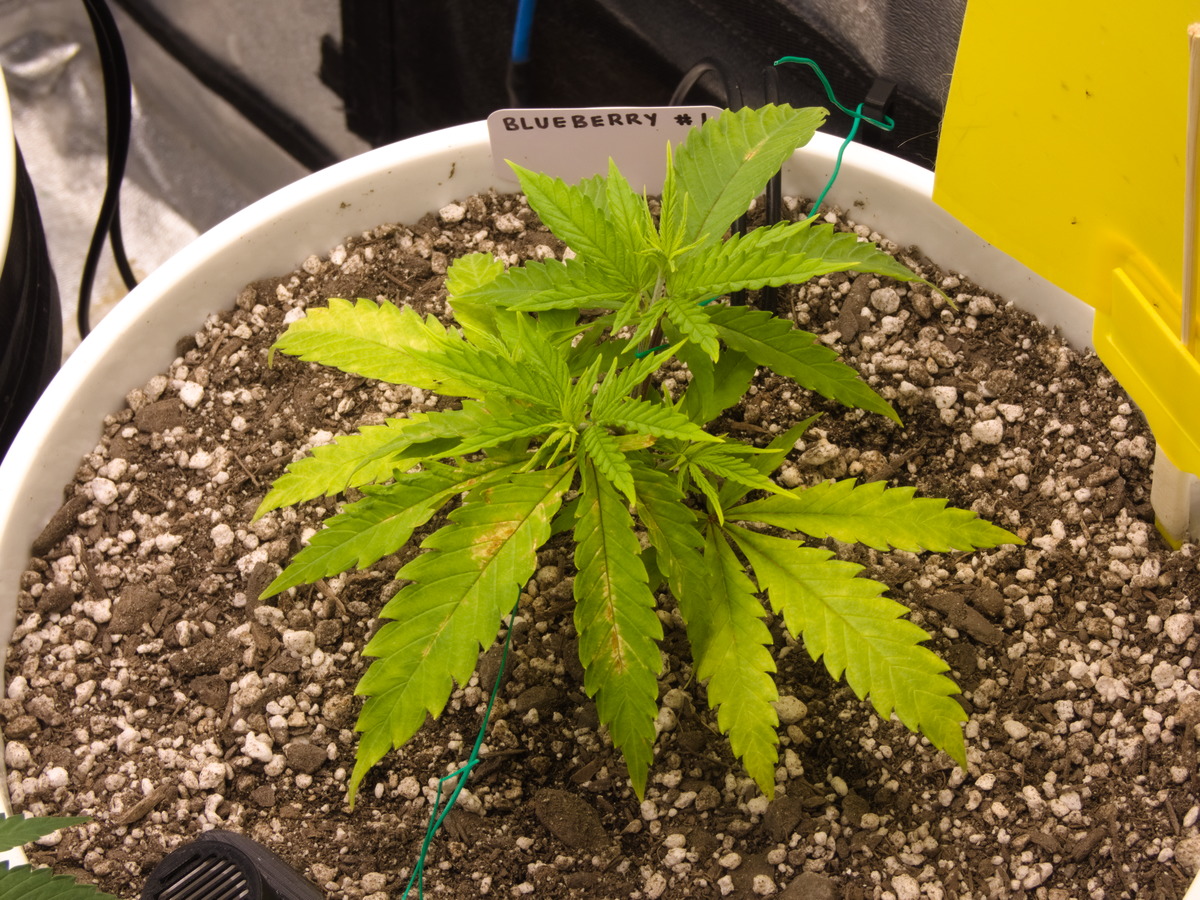 Blueberry #1 Day 38