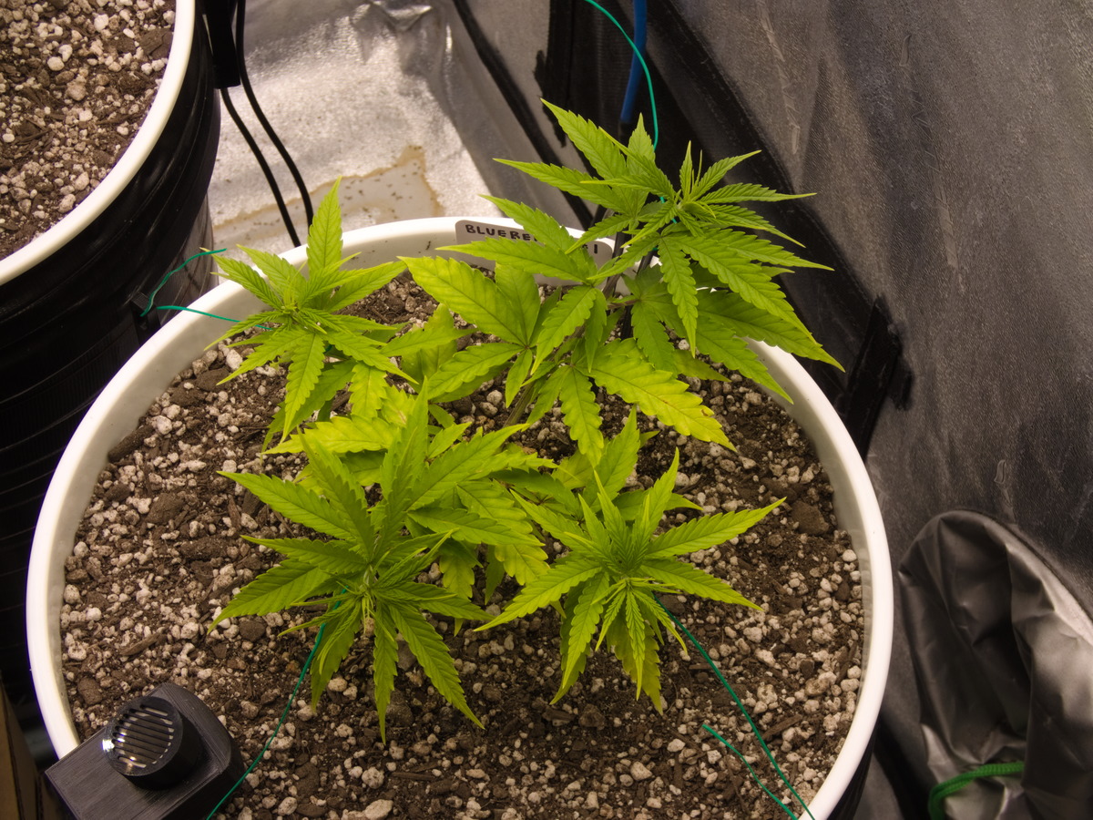 Blueberry #1 Day 50