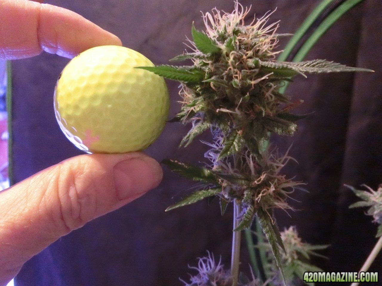 Blueberry #1 Golfball Nugs