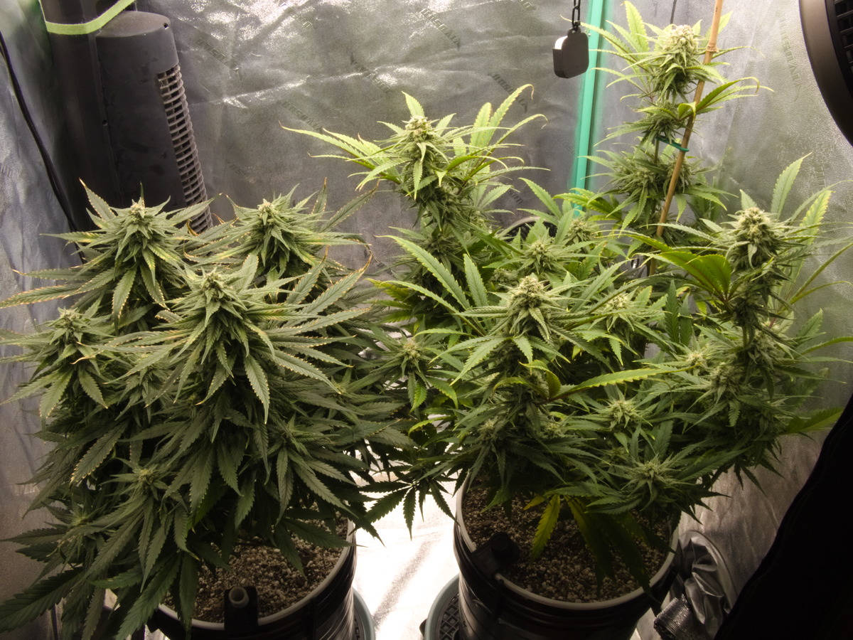 Blueberry #2 and Blueberry #1 Day 106 (Flower 38)