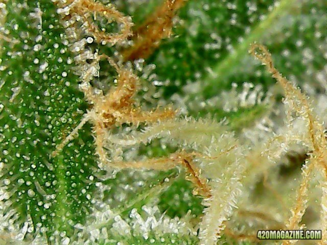 Blueberry #2 Clear Trichomes