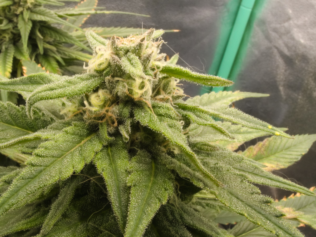 Blueberry #2 Day 104 (Friday 36)