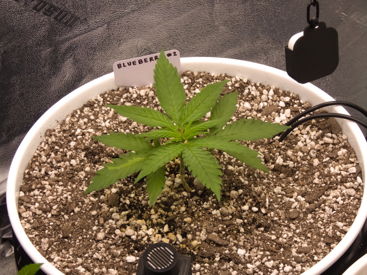 Blueberry #2 Day 27