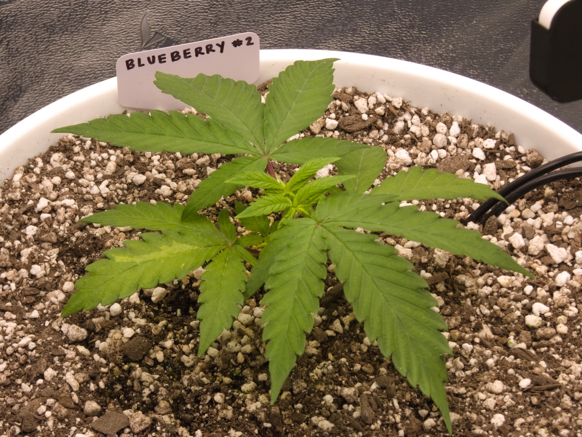 Blueberry #2 Day 34