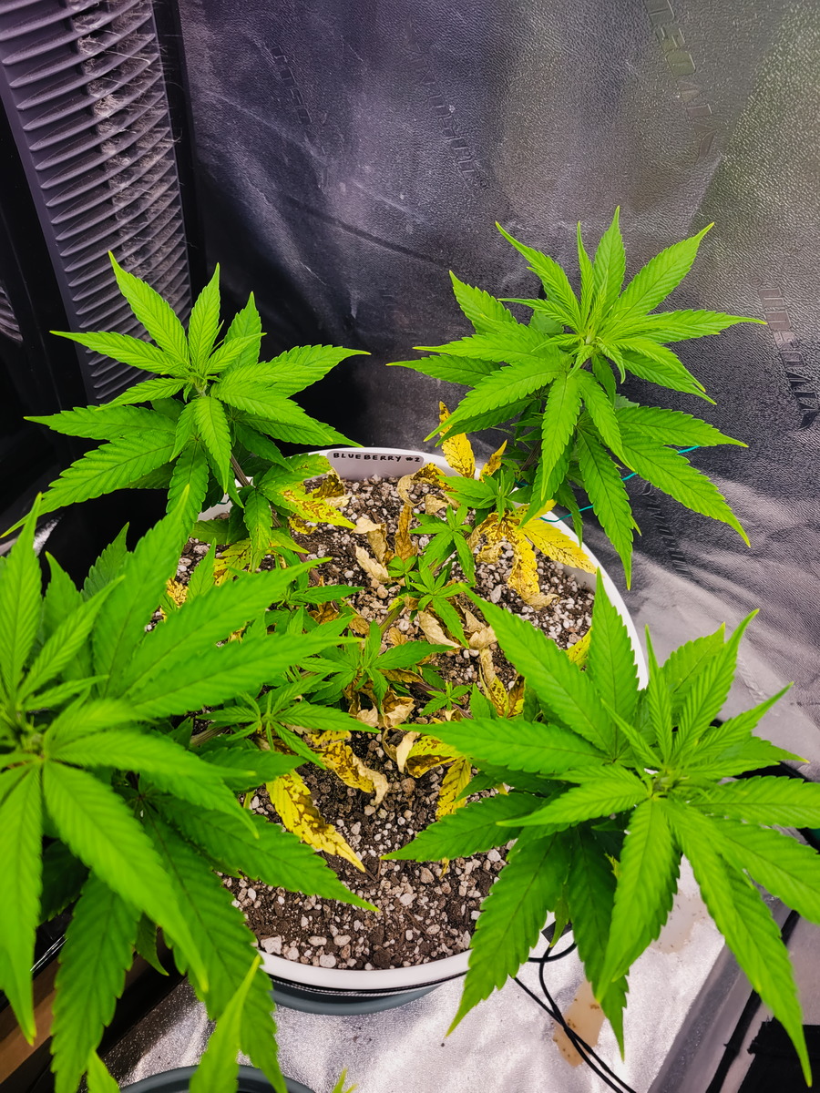 Blueberry #2 Day 62