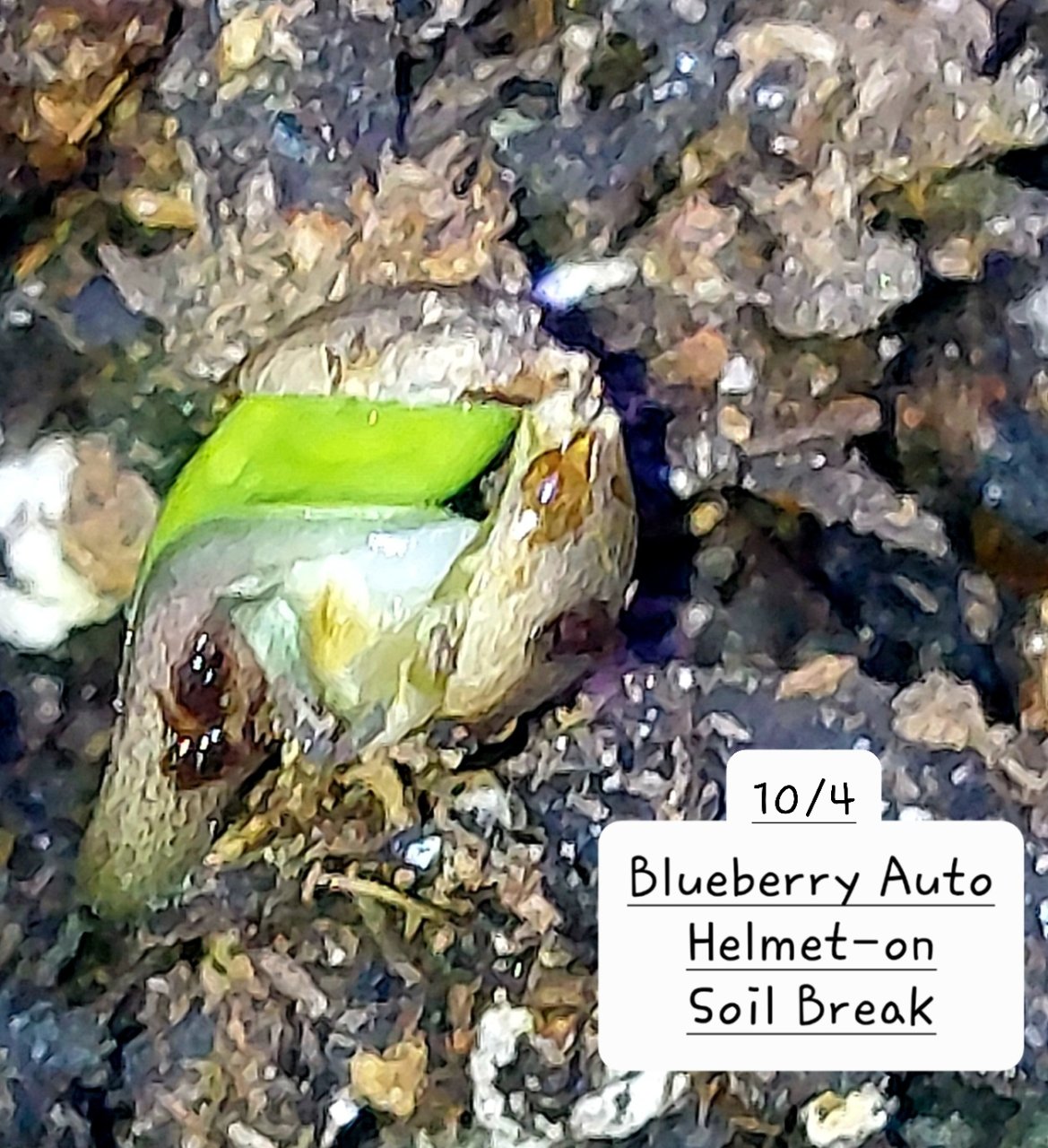 Blueberry Autoflower-helmet on-emergence.jpg