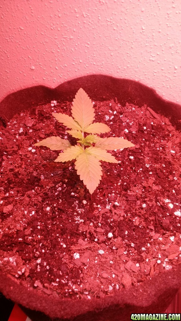 Blueberry Cheesecake Day 10