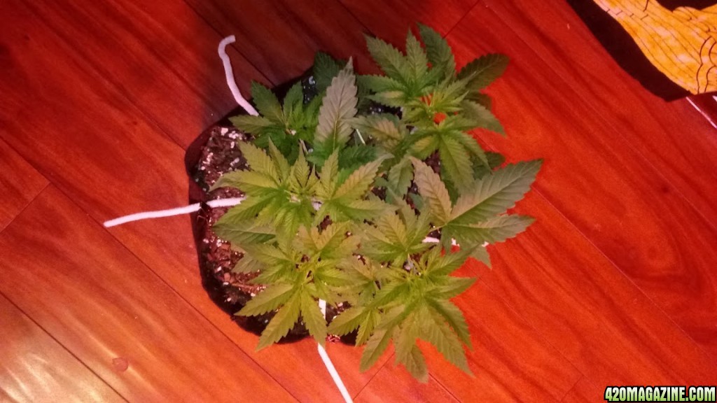 Blueberry Cheesecake day 25 before prune