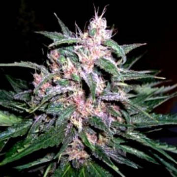 blueberry-f2-ape-dj-short-hanfsamen-cannabis-weedseeds.jpg