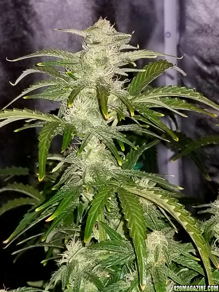 Blueberry Top Day 53