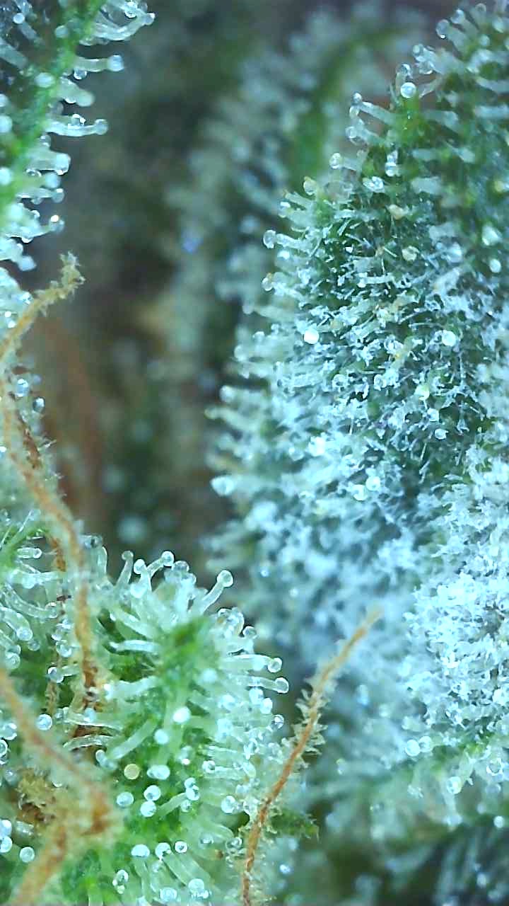 Blueberry2-d-Day 79F Trichomes.jpeg