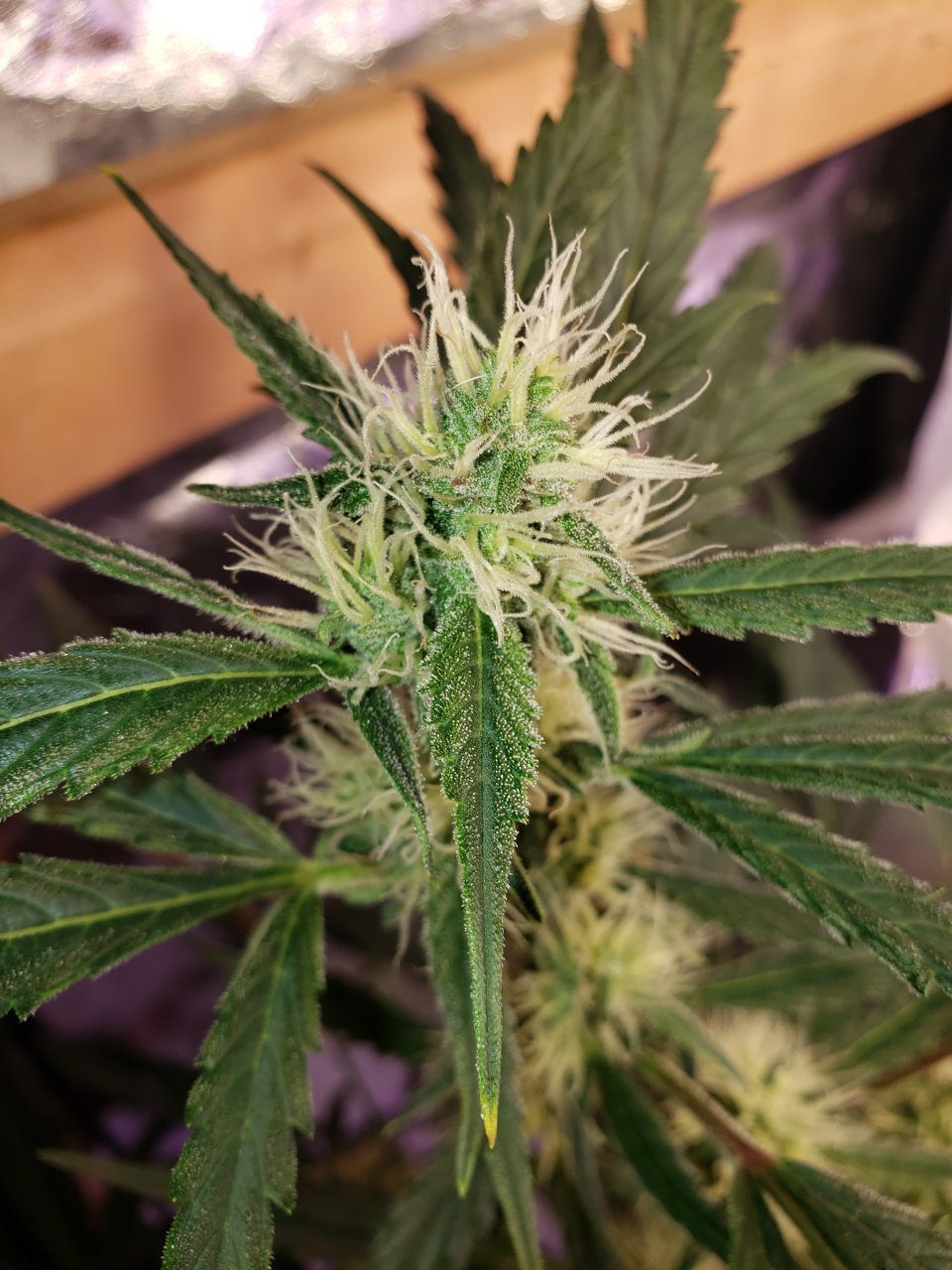 Bluedream Auto frost is starting yay