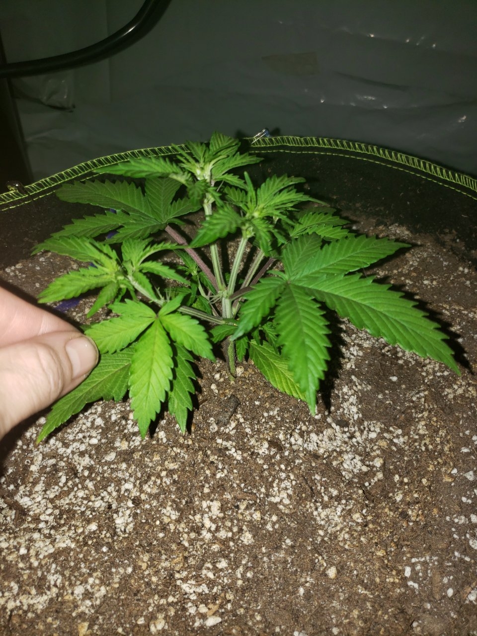 Bluedream auto topped