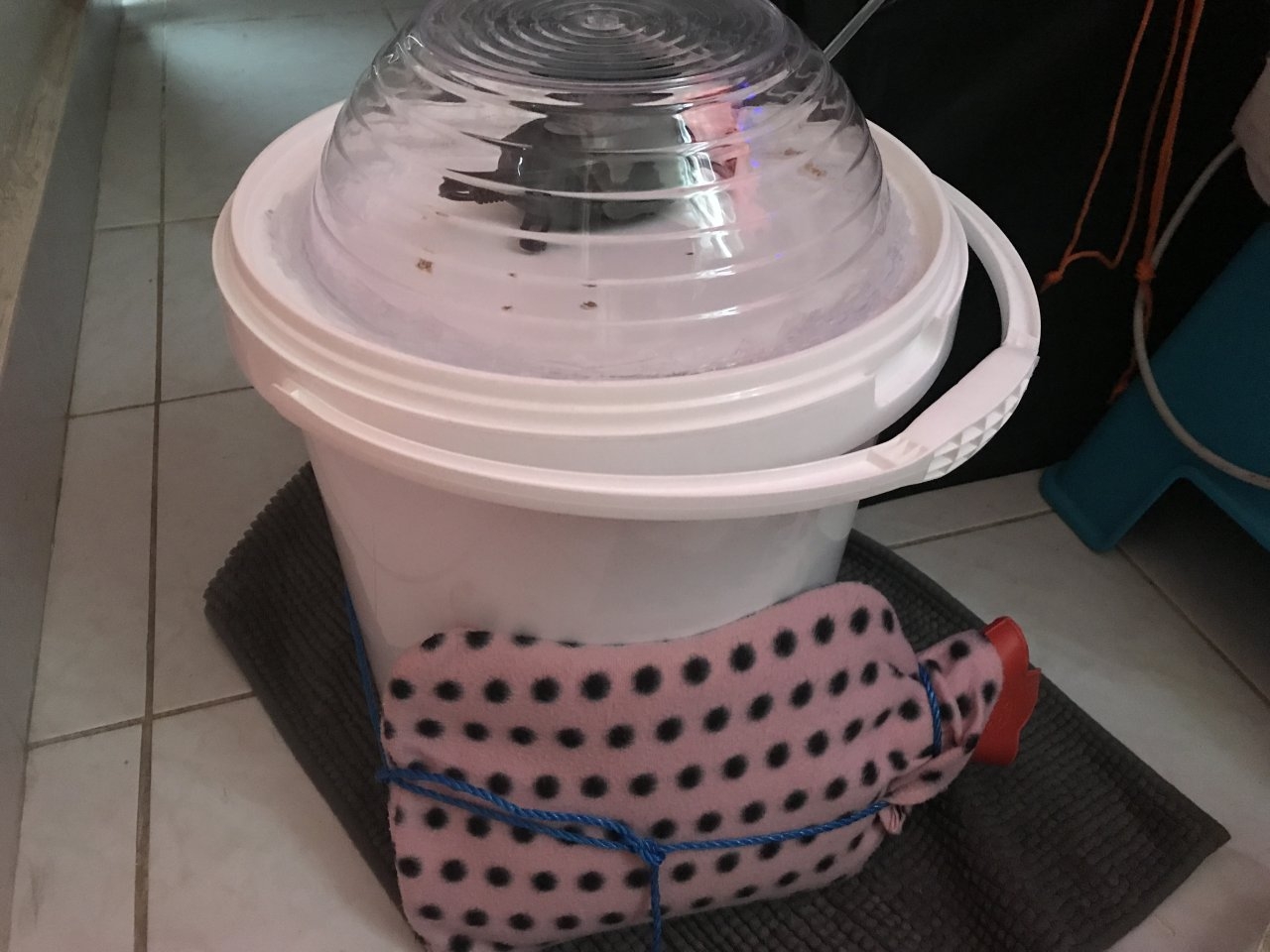 Boiling Water Bag To Raise Temp of the yeast mixture.JPG