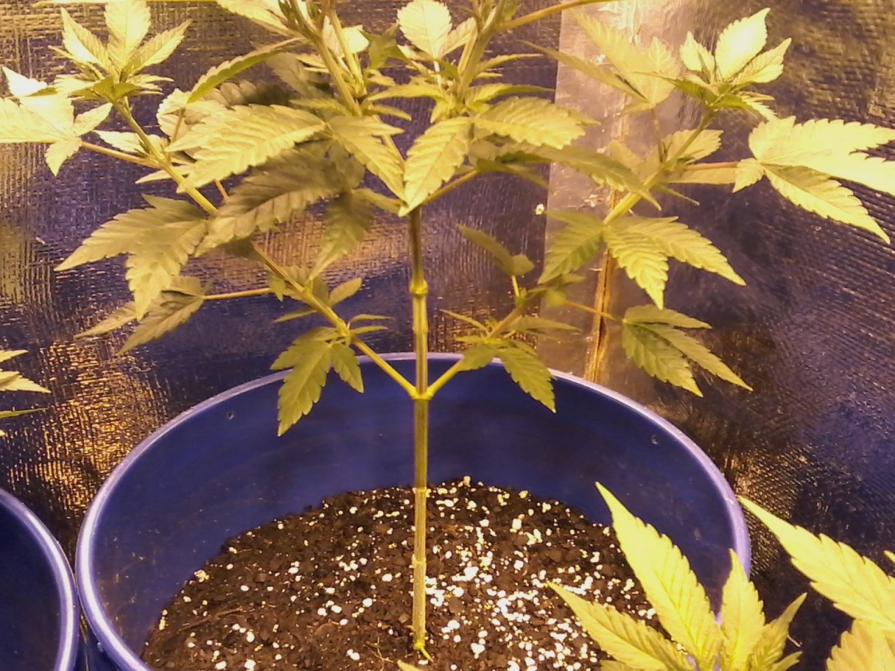 Bonsai cannabis from seed to flower.