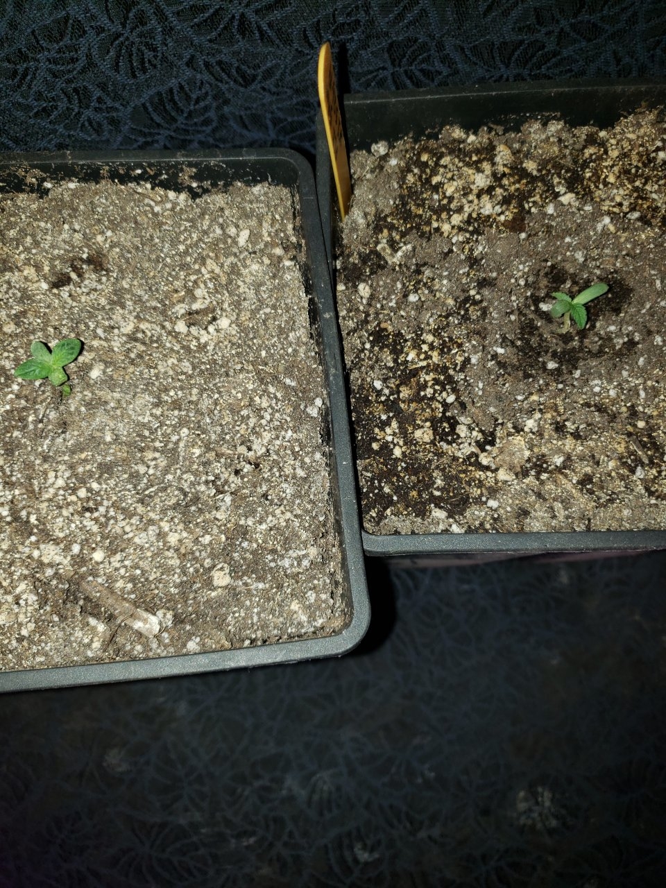 Both HB R.L.T seedlings