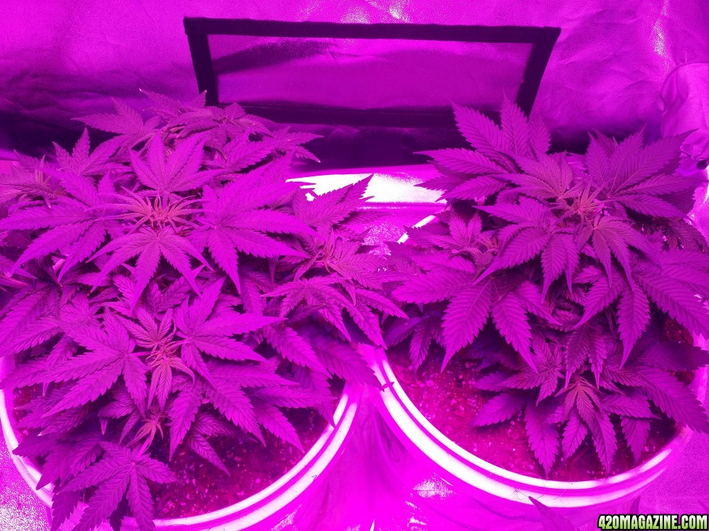 both of the green crack auto's at 5 weeks