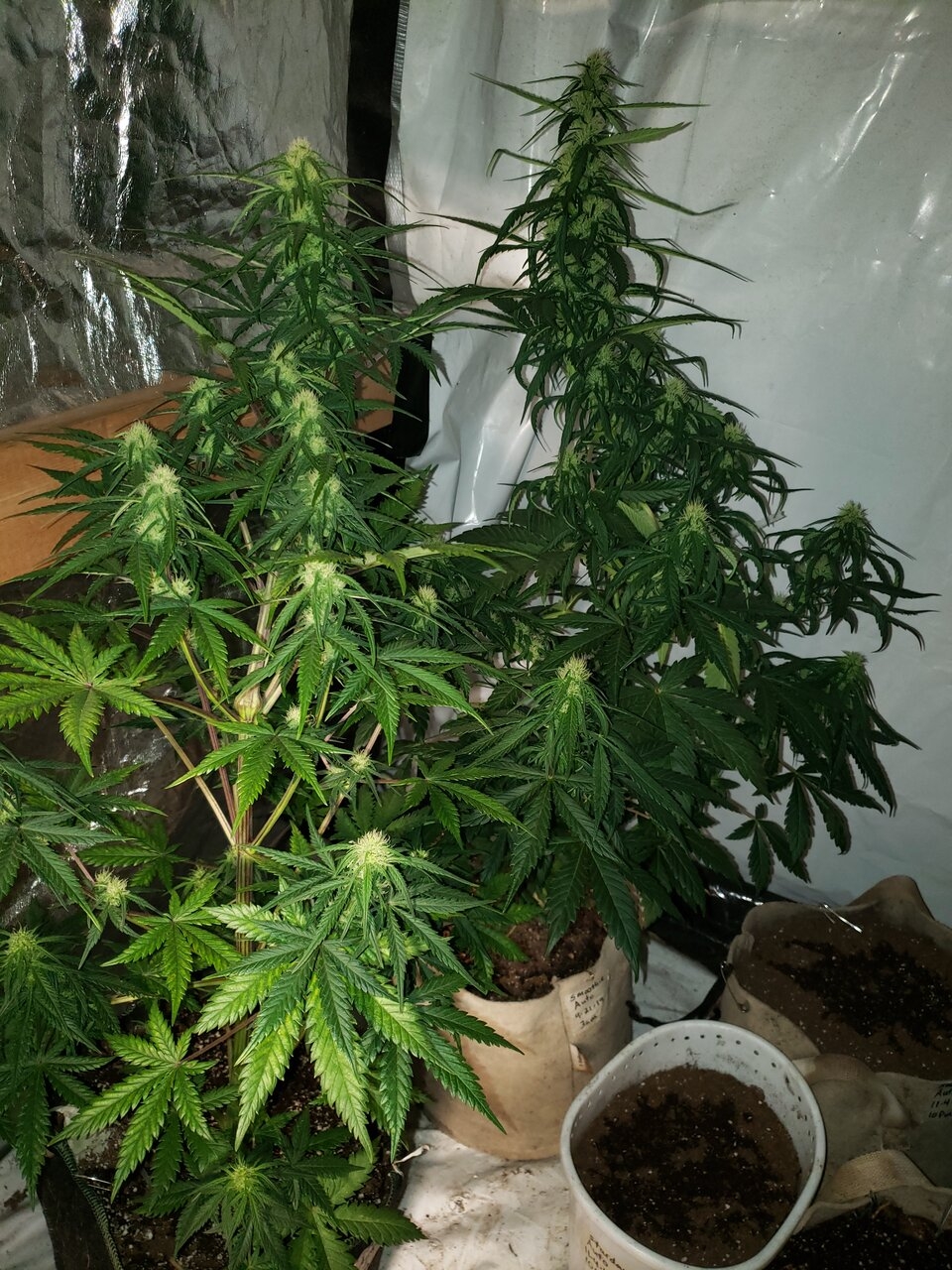 Both Stardawg and Smoothie auto 4 breeding