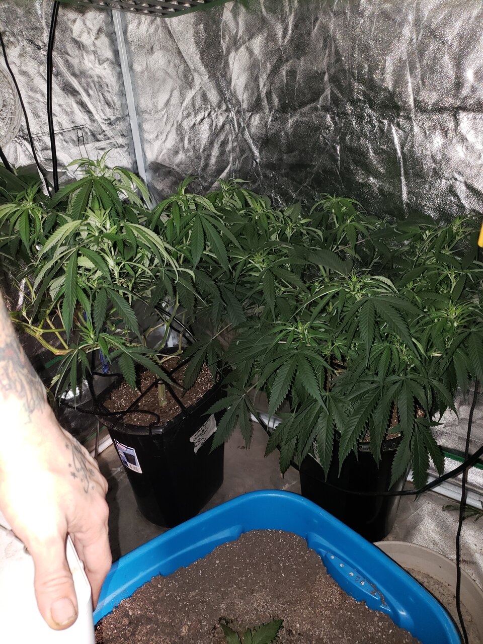 Both Sweet Tooth tall an small pheno in veg