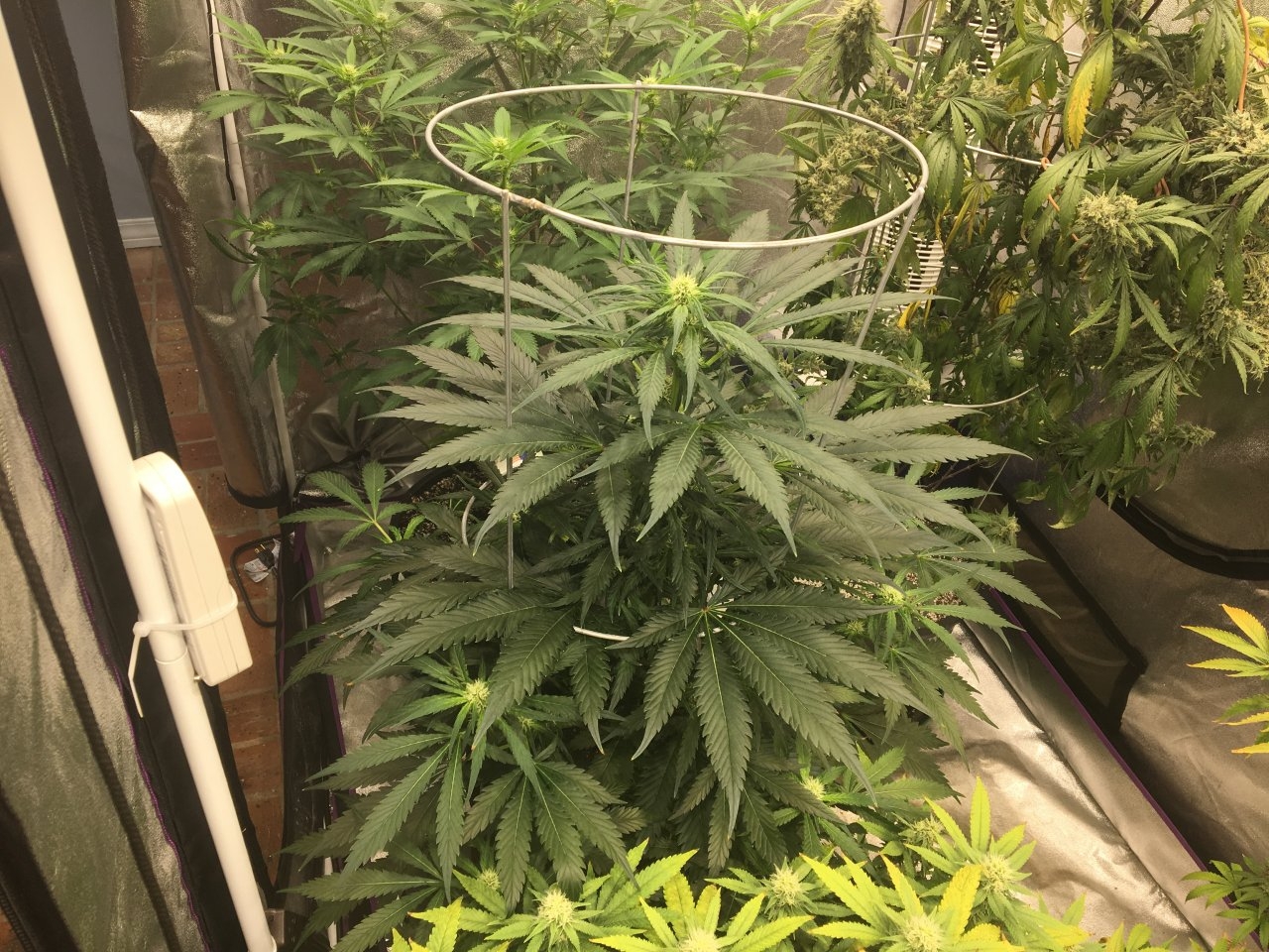 BrixNewb’s Flowering tent: Candy Cane