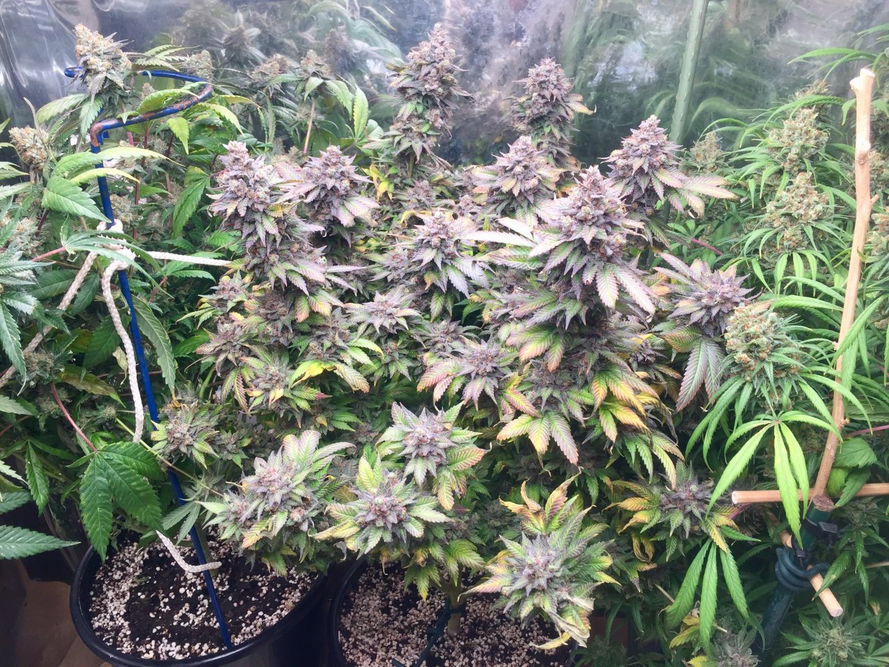 Bubba’s Sis, day 83