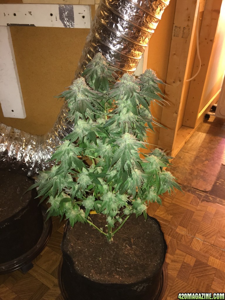 Bubba's Gift Harvest Day 43