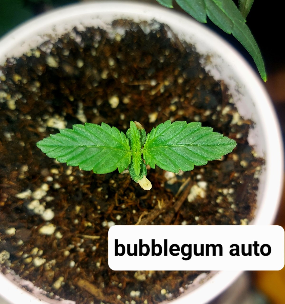 Bubblegum Autoflower-Outdoor Grow 2023
