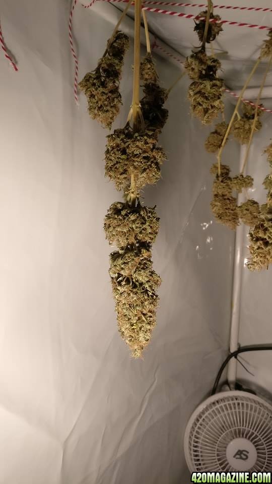 Bud dried for 3 days