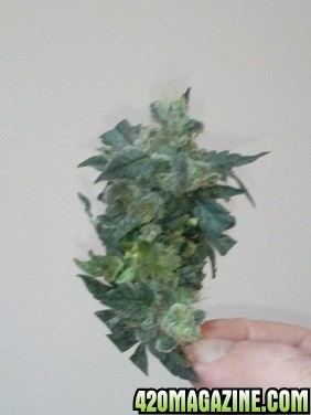 bud from ak