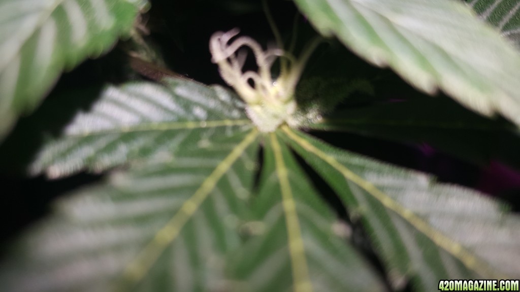 Bud growing in hand leaf