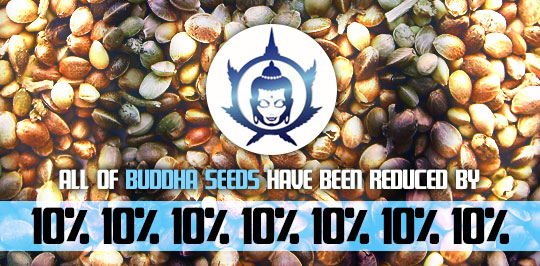 Buddha Seeds Offer